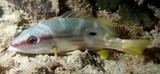 Lutjanus fulviflamma Black spot snapper New Caledonia anal fins rounded to somewhat angular