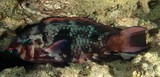 Scarus niger Dusky parrotfish New Caledonia teeth blue-green