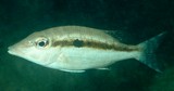Lethrinus variegatus Bossu varié Nouvelle-Calédonie poisson du lagon