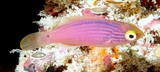 Cirrhilabrus lineatus Purplelined wrasse juvnile New Caledonia  overall are red, with a bright yellow eye