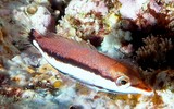 Gomphosus varius Juvenile Brown bird wrasse New Caledonia two black stripes along the length of the body