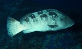 Epinephelus malabaricus Giant rock cod New Caledonia fish of the lagoon