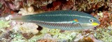 Stethojulis bandanensis Bluelined wrasse Dotted rainbowfish New Caledonia diving underwater biodiversity Coral Sea