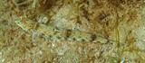 Saurida nebulosa Anoli nuageux Nouvelle-Calédonie Poisson fond de sable