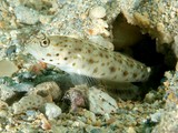 Ctenogobiops aurocingulus New Caledonia Gobiinae fish lagoon Caledonian