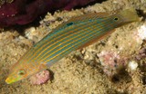 Halichoeres melanurus Tail-spot wrasse New Caledonia dark spot behind eye contained within a brown band