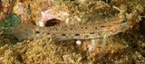 Istigobius nigroocellatus Black-spotted sand-goby New Caledonia black spot basally between dorsal spines