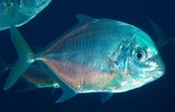 Turrum coeruleopinnatum Coastal trevally New Caledonia  indistinct darker bars and scattered yellow spots on sides