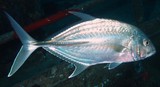 Caranx papuensis Carangue cuivrée Nouvelle-Calédonie poisson lagon