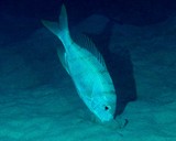 Gymnocranius oblongus Bossu blanc oblong Nouvelle-Calédonie