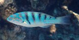 Thalassoma hardwicke Girelle labre taches d'encre Nouvelle-Calédonie poisson du lagon