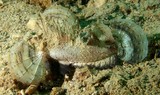 Inimicus caledonicus Chinese ghoul New Caledonia fish dangerous sting