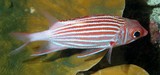 Sargocentron diadema Crown squirrelfish New Caledonia  Body with alternating broad red and narrower silvery white stripes