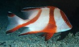 Lutjanus sebae Emperor red snapper New Caledonia fish lagoon