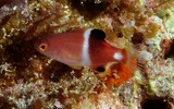 Bodianus perditio Golden-spot hogfish juvenil New Caledonia