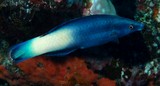 Labroides bicolor Nettoyeur à queue jaune Nouvelle-Calédonie poisson de la barrière externe