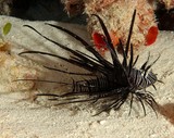 Pterois volitans 翱翔蓑鲉 新喀里多尼亞