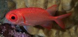 Myripristis hexagona Poisson-soldat à dents doubles Nouvelle-Calédonie Poisson du récif