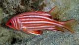 Sargocentron rubrum Holocentre rouge Holocentrinae Holocentridae Nouvelle-Calédonie poisson du lagon aquarium récifal