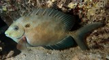 Siganus punctatus Picot à taches oranges poisson aquarium Nouvelle-Calédonie