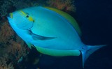 Acanthurus mata Elongate surgeonfish New Caledonia Capable of changing color to pale bluish overall