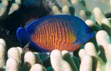 Centropyge bispinosa Poisson ange sombre Nouvelle-Calédonie poisson du lagon récif