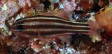 Ostorhinchus regula New Caledonia deeper dwelling Apogon