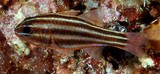 Ostorhinchus regula Nouvelle-Calédonie Apgon des profondeurs