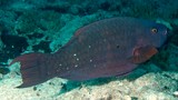 Scarus altipinnis Filament-finned parrotfish female New Caledonia elongate filament