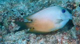 Ctenochaetus binotatus Twospot surgeonfish New Caledonia prominent black spot
