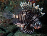 Pterois volitans Common lionfish Scorpaenidae Scorpaeniformes New Caledonia fish lagoon reef identification