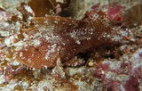 Taenianotus triacanthus Poisson scorpion feuille Nouvelle-Calédonie Passe de Boulari