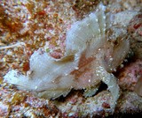 Taenianotus triacanthus Three-spined scorpionfish New Caledonia coloration is variable