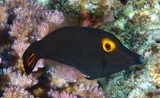 Pervagor alternans Yellow-eyed Leatherjacket New Caledonia eyes and surrounding area bright yellow