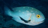 Macolor macularis Lutjan noir et blanc Nouvelle-Calédonie poisson au corps charnu