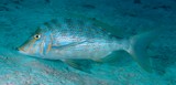 Lethrinus nebulosus Bec de cane bleuté Nouvelle-Calédonie rayures et taches bleues sur les joues et le corps