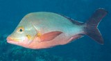 Lutjanus gibbus Paddletail snapper New Caledonia