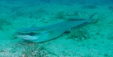 Echeneis naucrates Rémora rayé Nouvelle-Calédonie poisson à ventouse dorsale