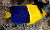 Centropyge bicolor Poisson-ange bicolore Nouvelle-Calédonie poisson jaune et bleu