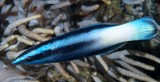 Labroides bicolor Two-colour cleaner wrasse Sub-adult New Caledonia color pattern of young specimens