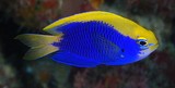 Chrysiptera starcki blue and yellow fish New Caledonia