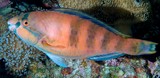 Scarus longipinnis Highfin parrotfish New Caledonia elevated dorsal fin