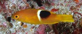 Bodianus perditio Labre de la perdition Indo Pacifique Nouvelle-Caledonie faune sous marine