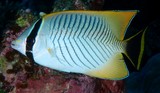 Chaetodon trifascialis Chevroned butterflyfish New Caledonia reef fish lagoon