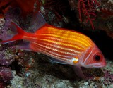 Sargocentron ensifer Yellow-striped squirrelfish New Caledonia