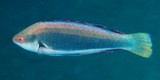 Cirrhilabrus punctatus labre ponctué Nouvelle-Calédonie poisson d'aquarium