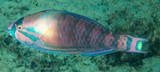 Scarus longipinnis Highfin parrotfish New Caledonia Inhabits seaward reefs