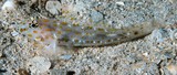 Fusigobius maximus