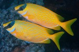 Siganus puellus Masked spinefoot New Caledonia fish identification aquarium scuba diving