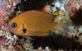 Pycnochromis pacifica Nouvelle espèce poisson 2020